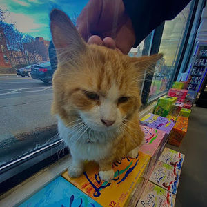 Meet your Posher, Madeline